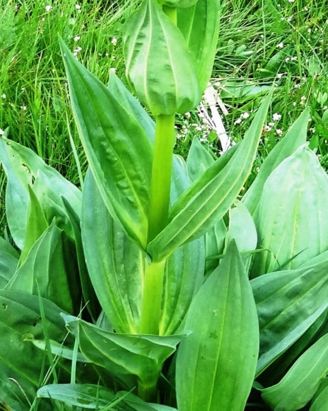 Great yellow gentian