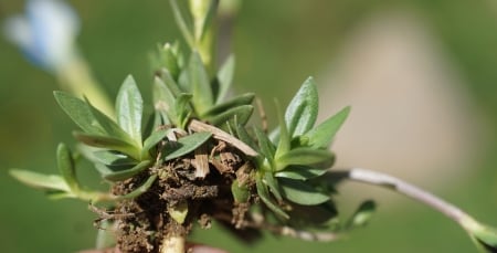 Spring gentian