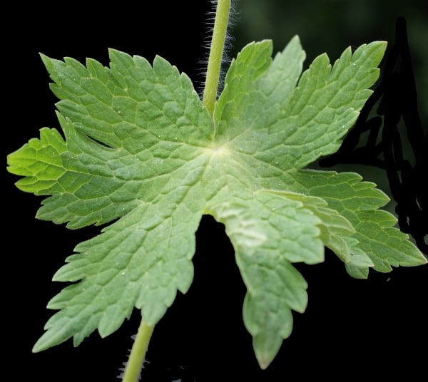 Géranium brun