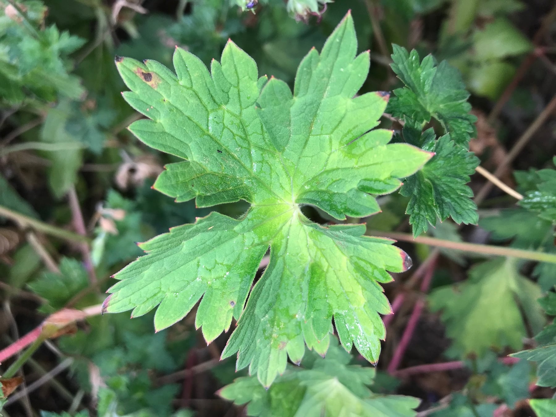 Wood cranesbill