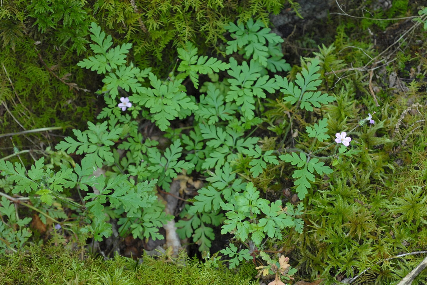 Herb Robert