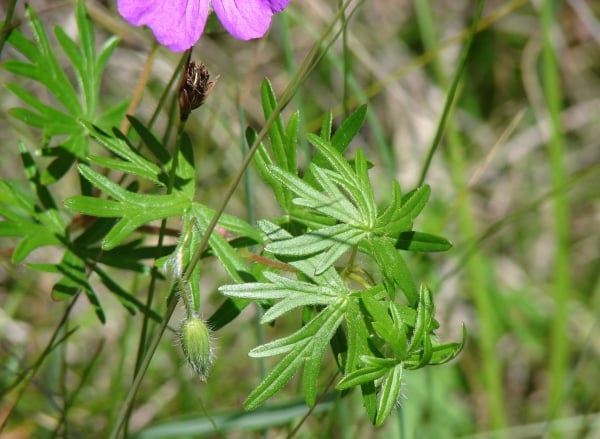 Bloody cranesbill