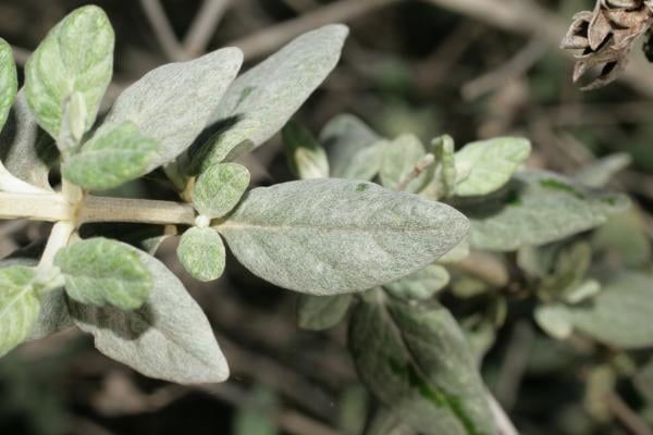 Tree germander
