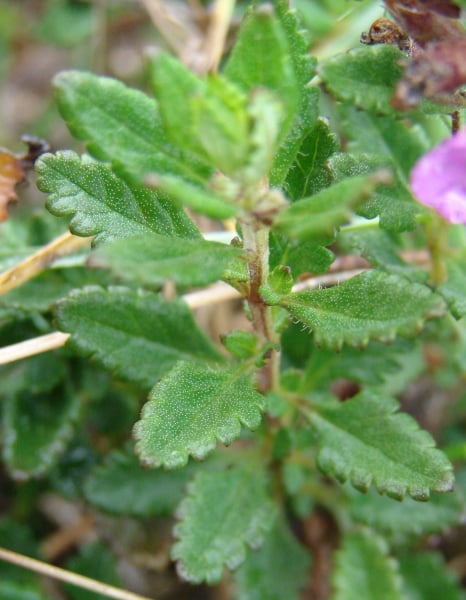 Wall germander