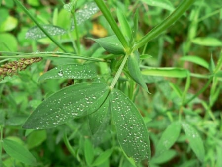Meadow vetchling