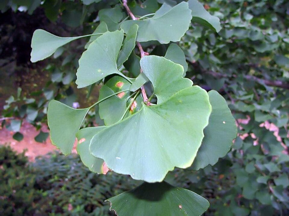 Ginkgo