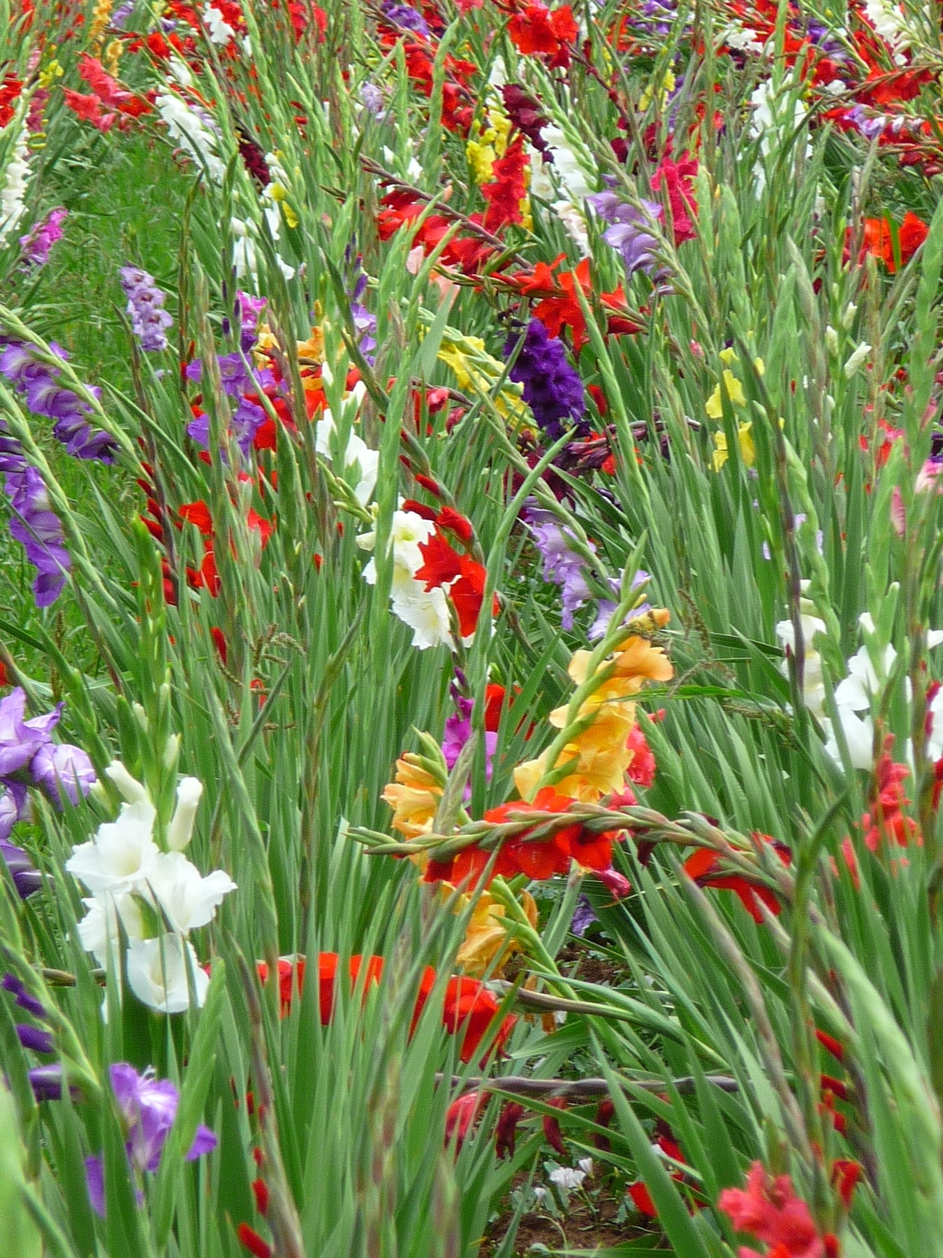 Gladiolus