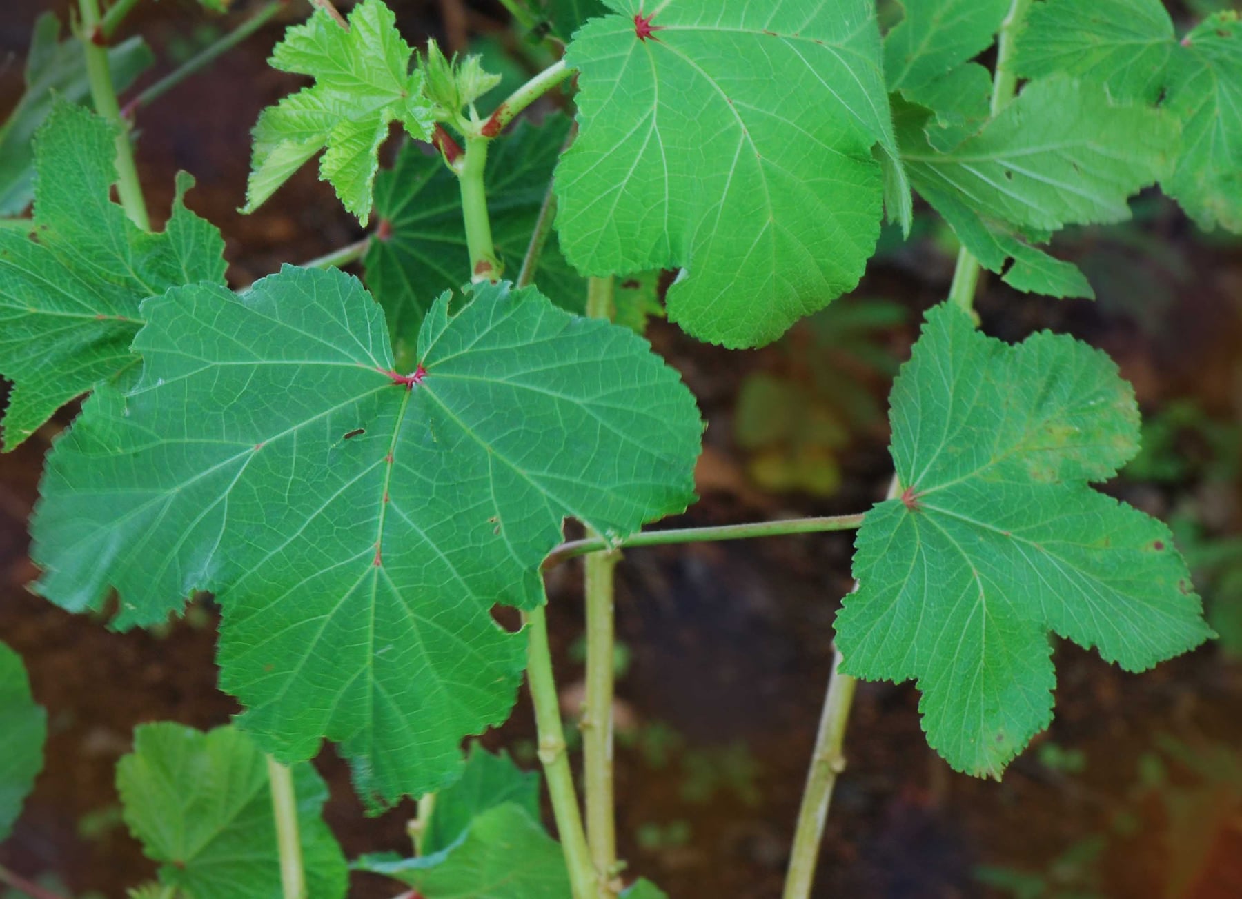 Okra