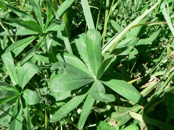 Garden lupin