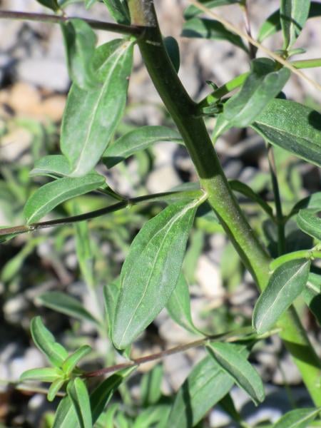 Snapdragon