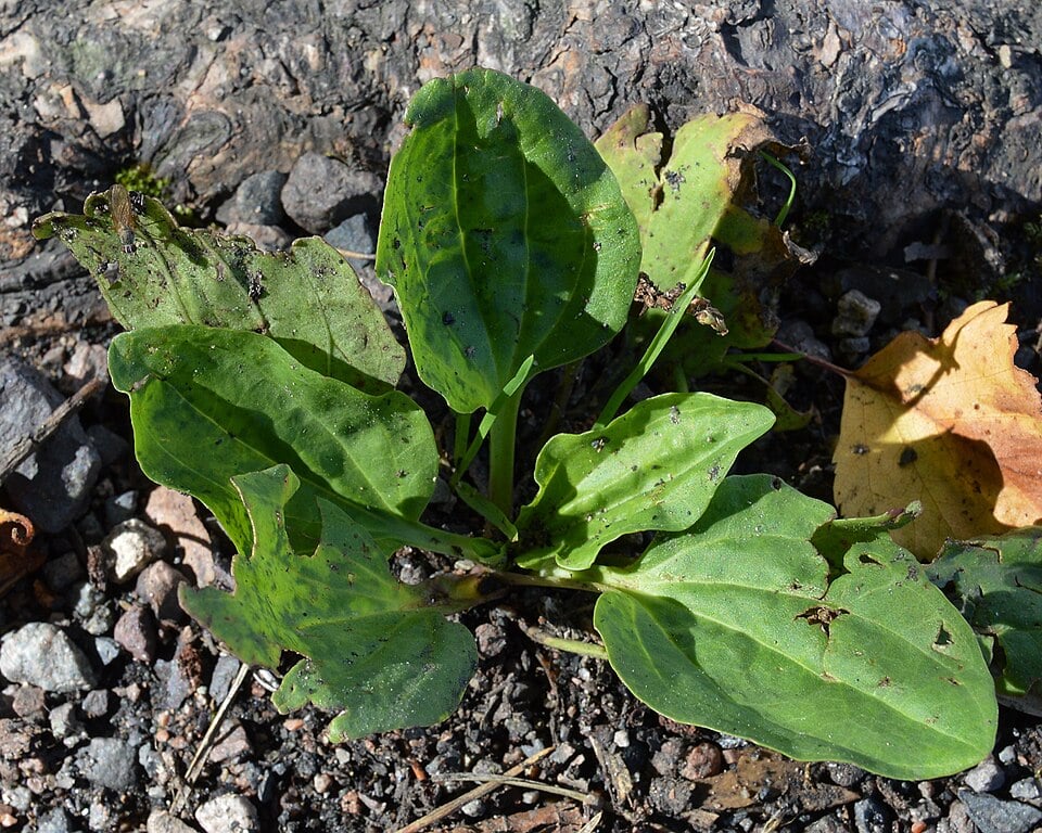 Greater plantain