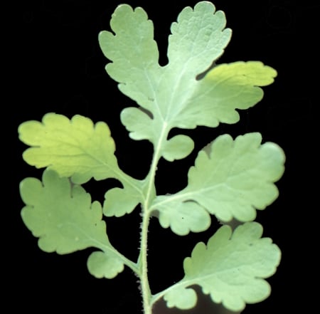 Greater celandine