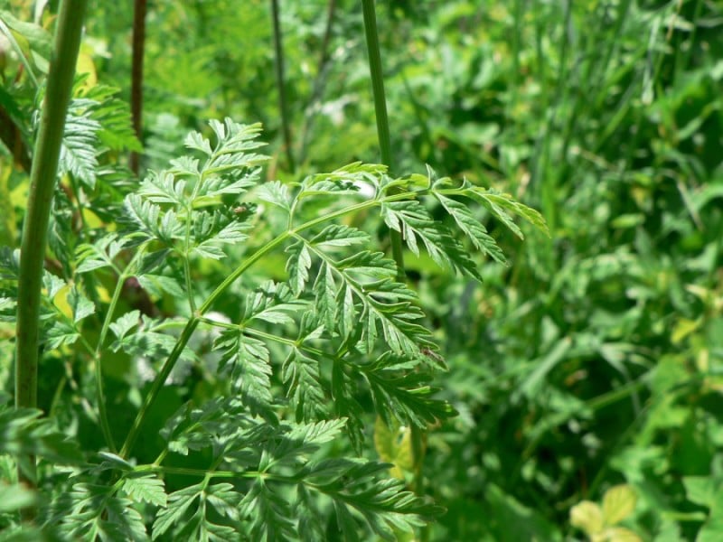 Poison hemlock