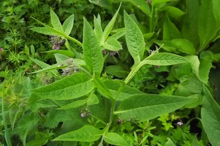 Common comfrey