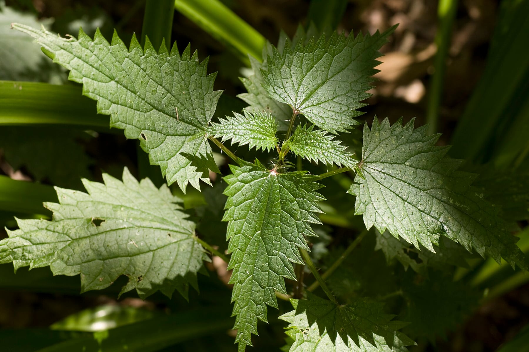 Stinging nettle