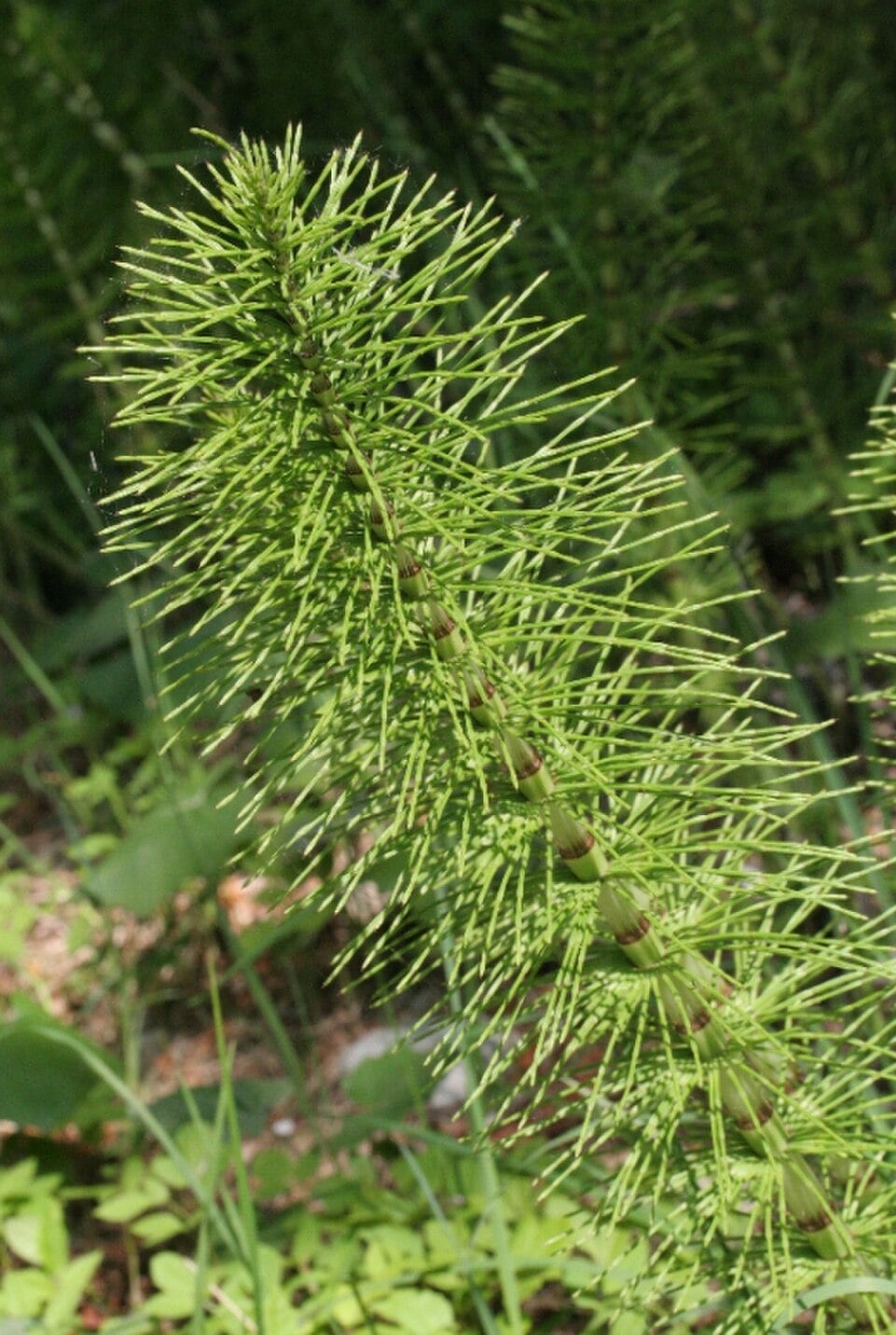 Great horsetail