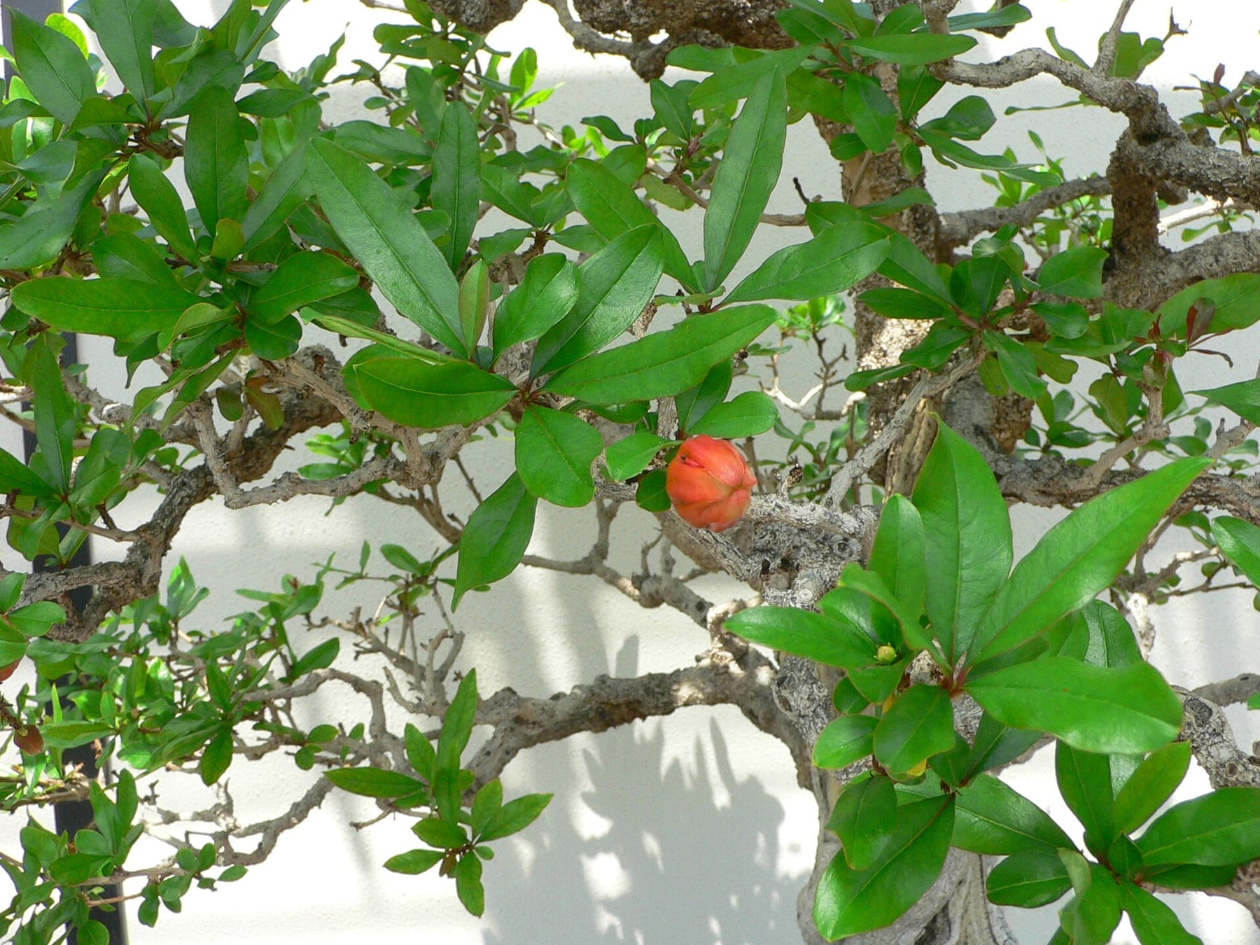 Pomegranate