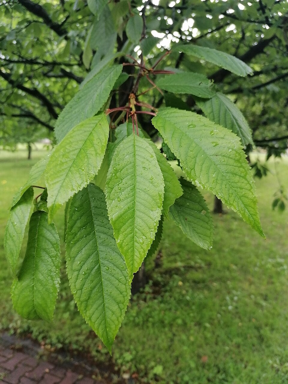 Sour cherry