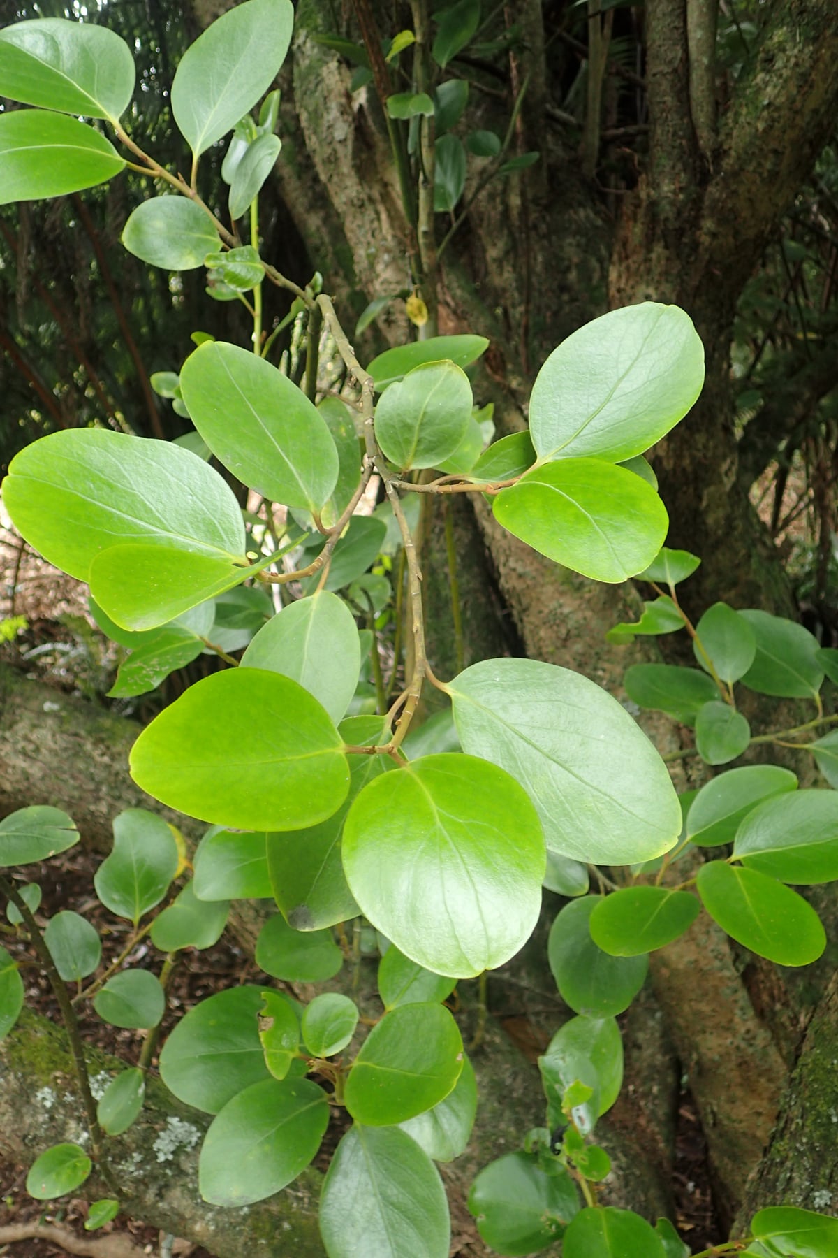 Griselinia