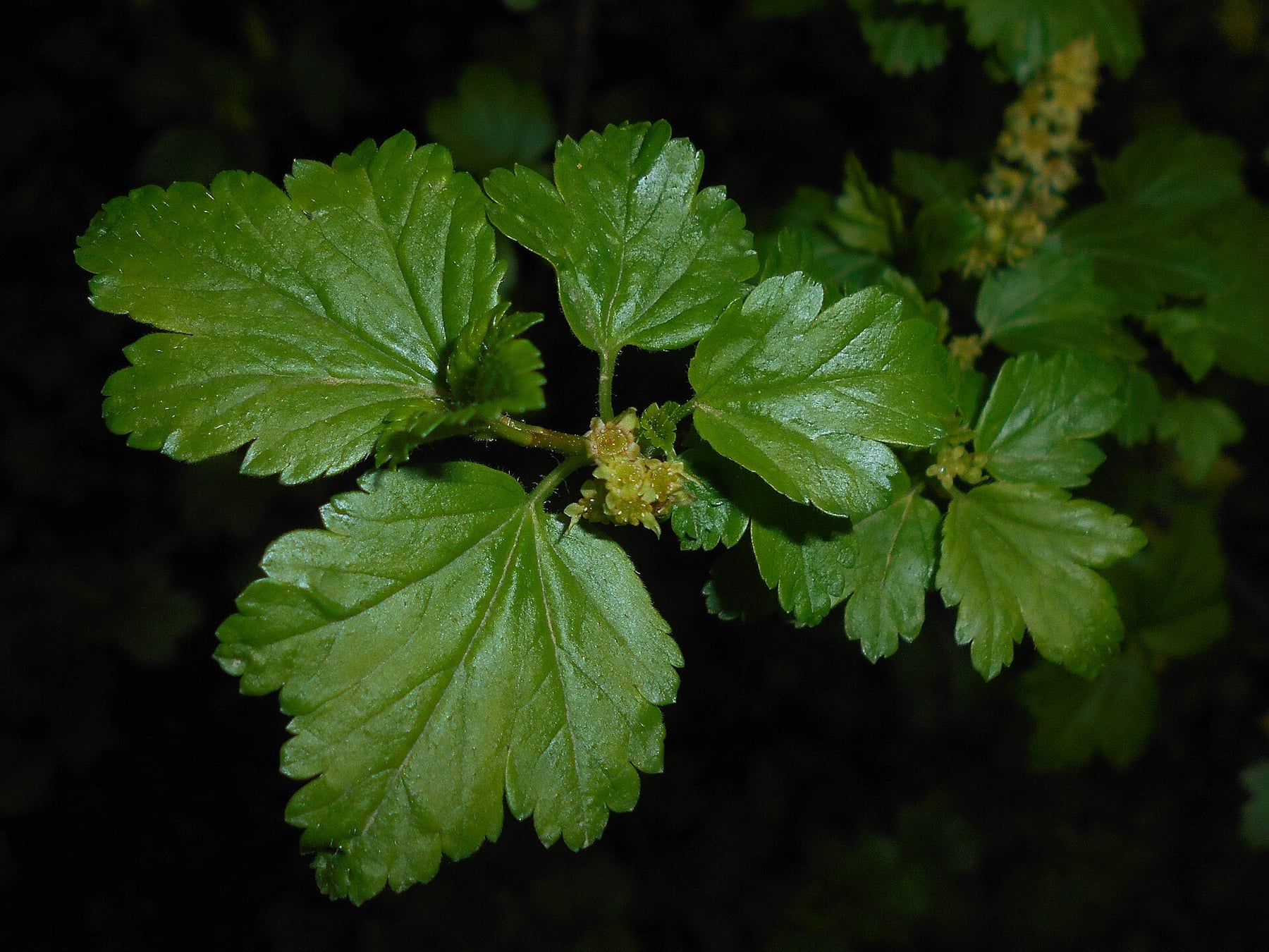 Alpine currant