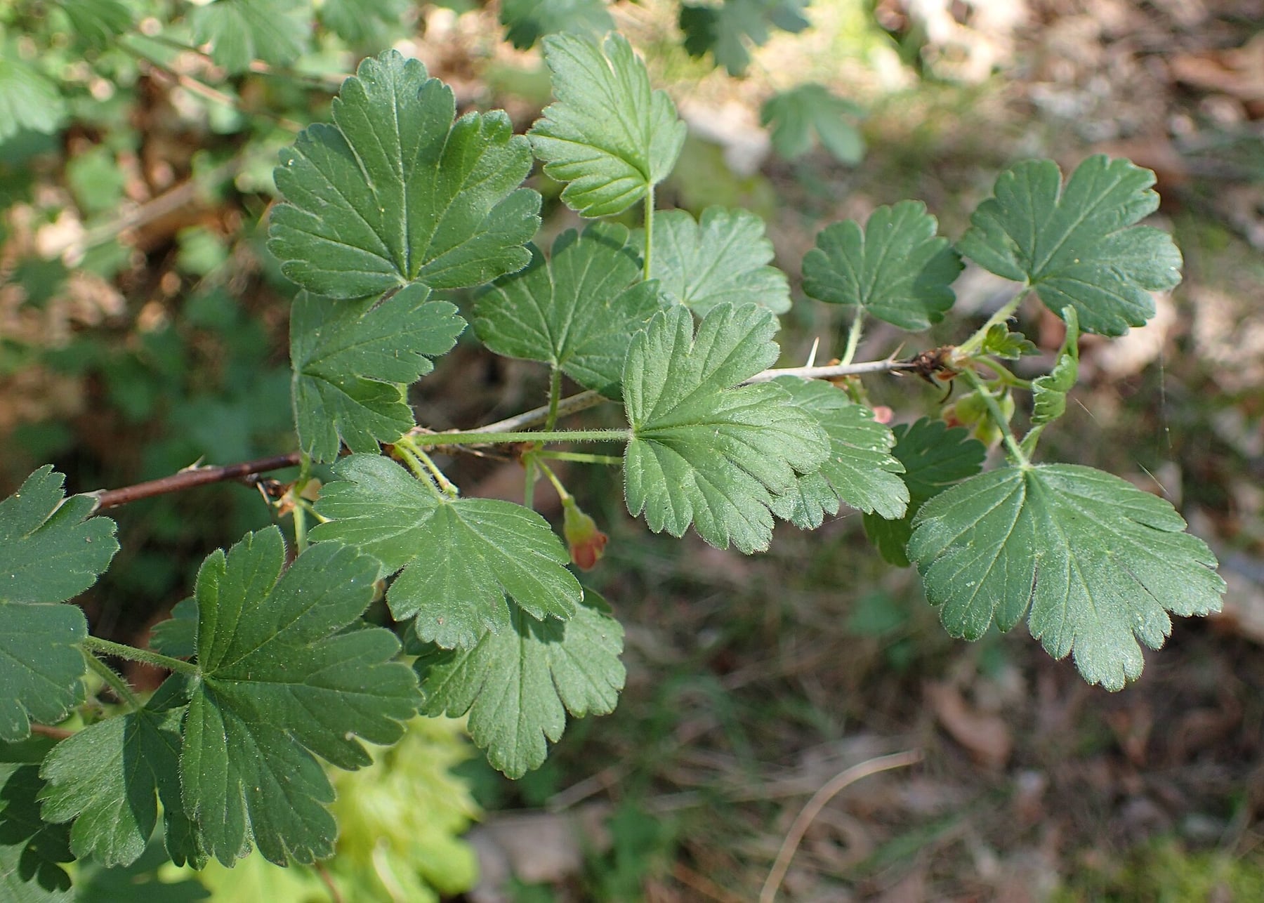 Gooseberry