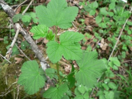 Redcurrant