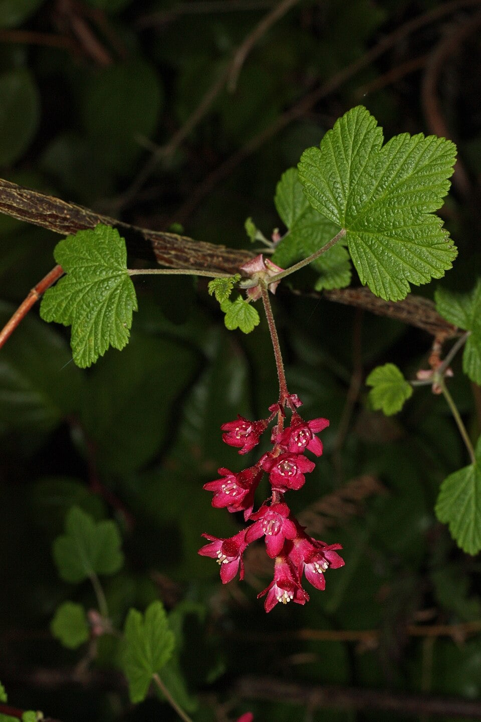 Flowering currant