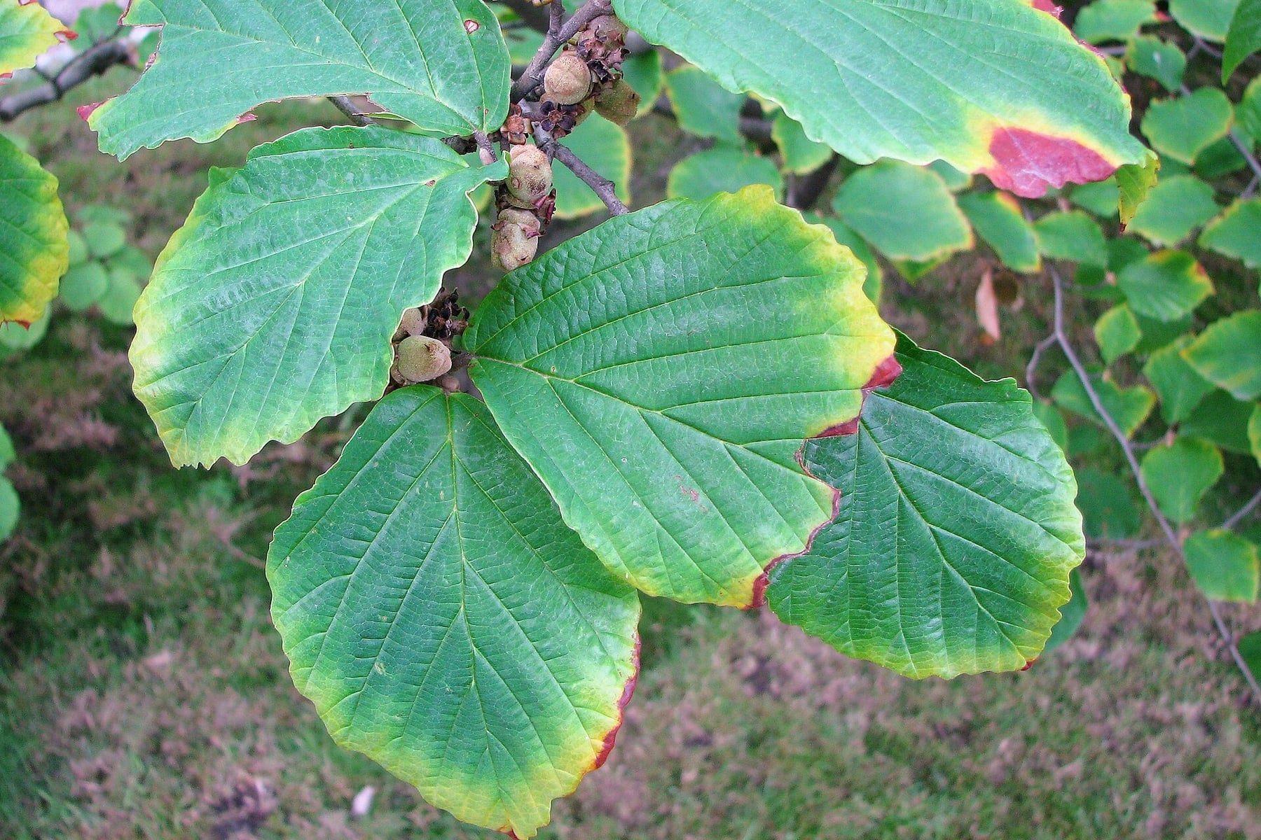 Hybrid witch hazel