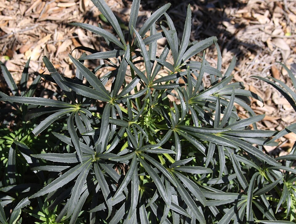 Stinking hellebore
