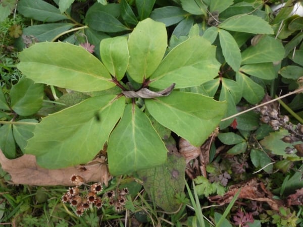 Christmas rose