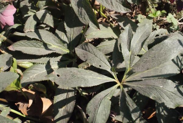 Lenten rose