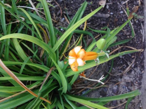 Orange daylily