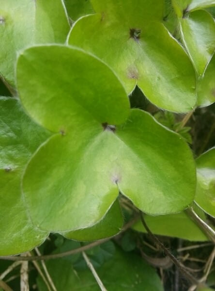 Hepatica
