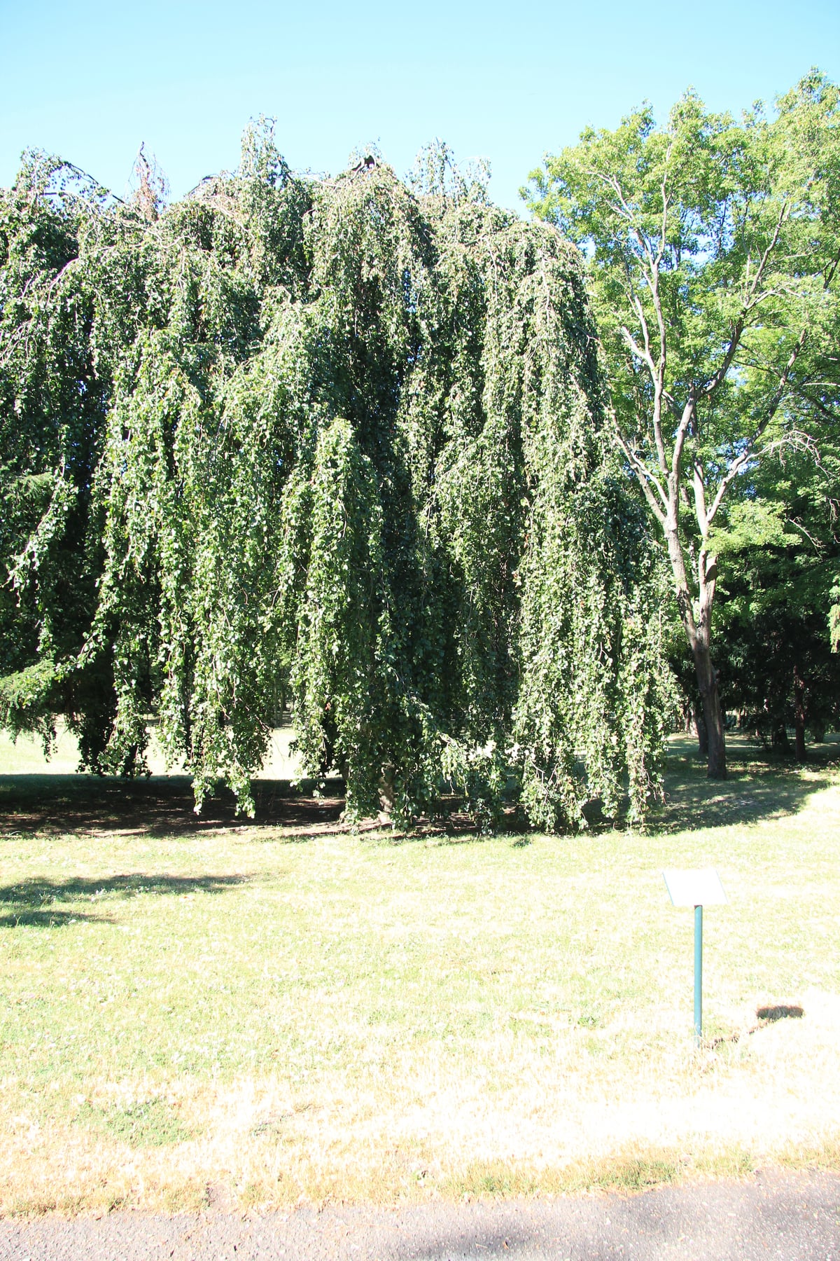 Pendula (hêtre pleureur)