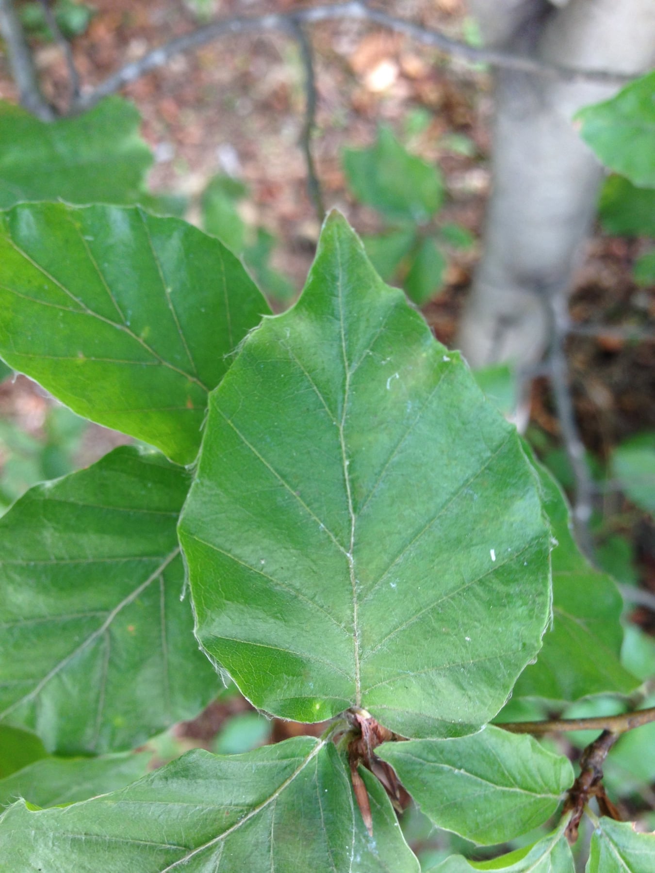 European beech