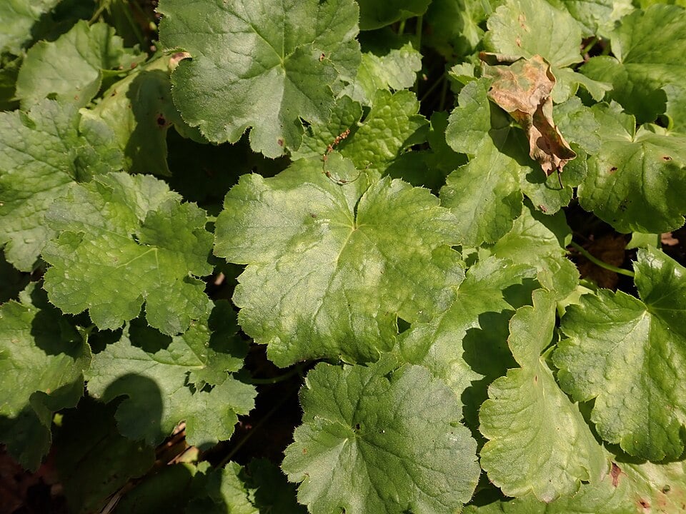 Coral bells
