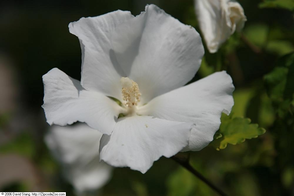 Diana