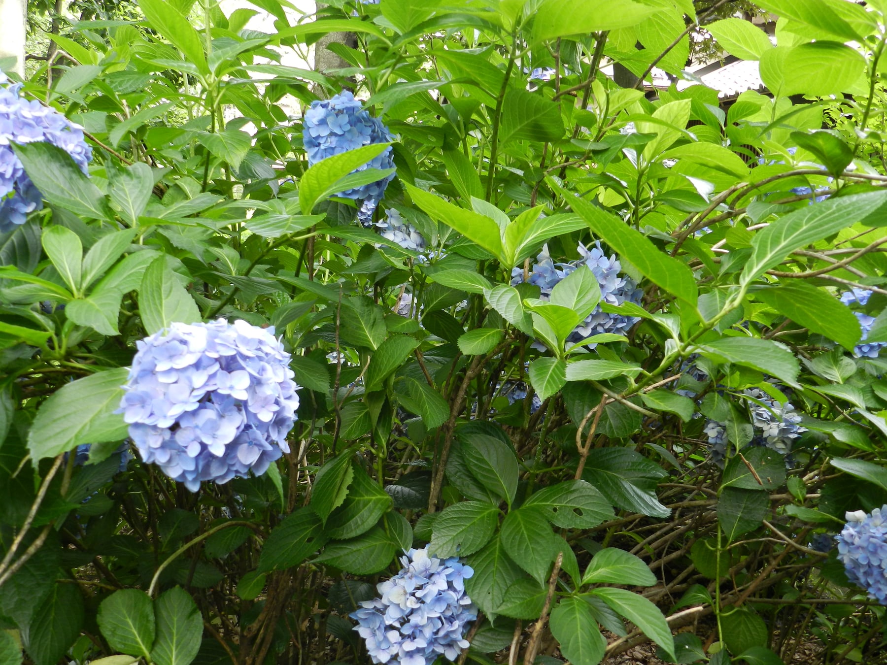 Nikko Blue