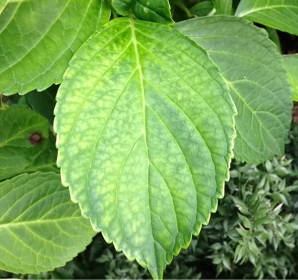 Bigleaf hydrangea