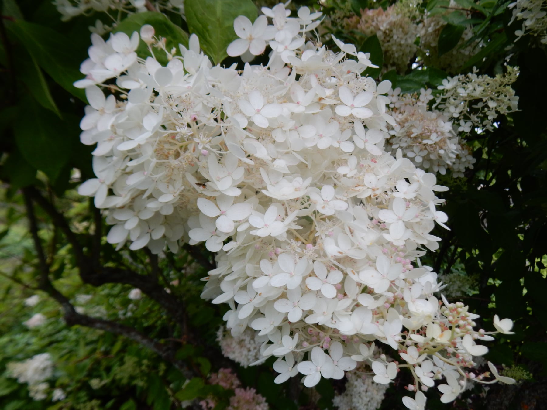 Grandiflora (PeeGee)