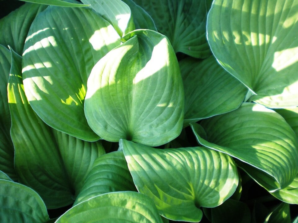 Fragrant plantain lily