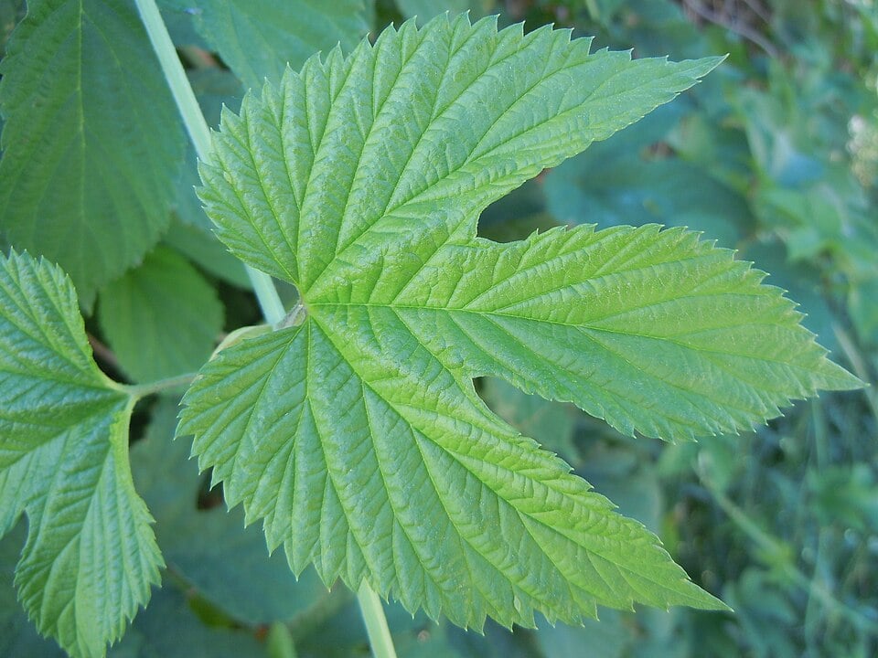 Common hop