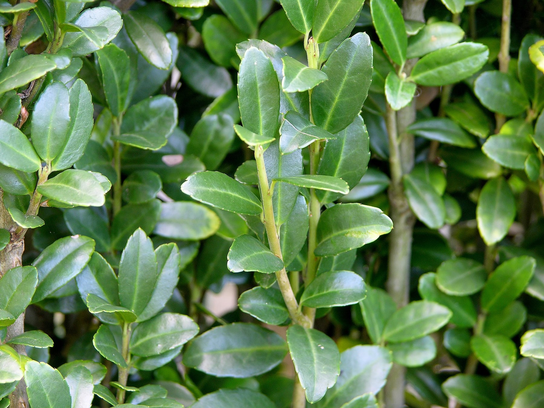 Houx crénelé