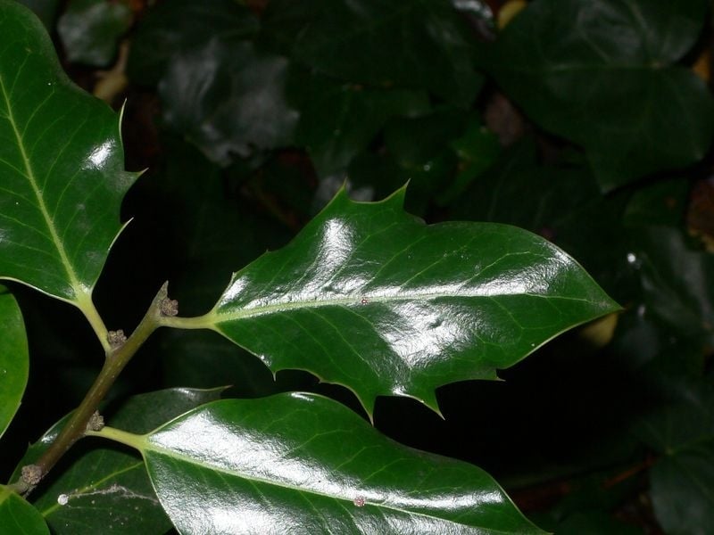 Common holly
