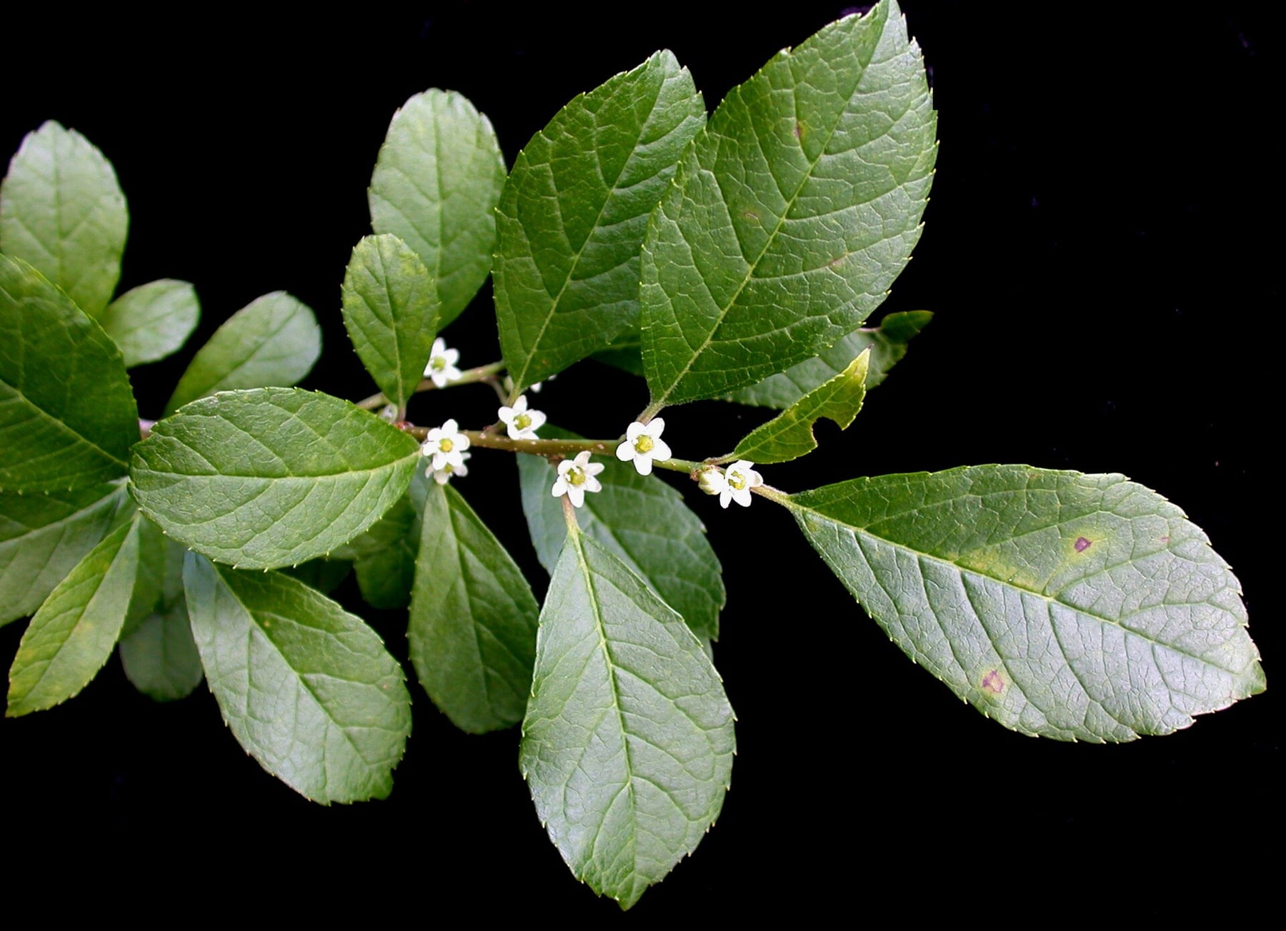 Winterberry