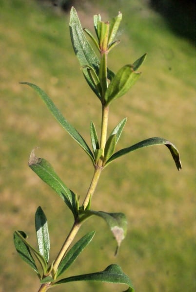 Hyssop
