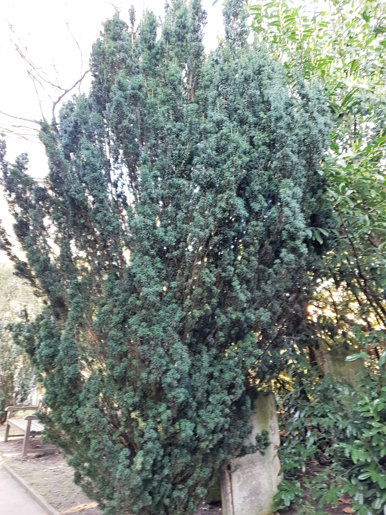 Fastigiata (if d'Irlande)