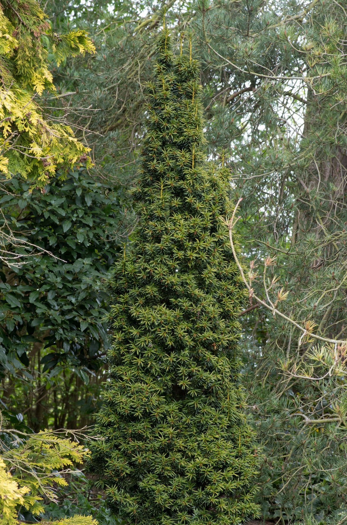 Fastigiata Aurea (if d'Irlande doré)