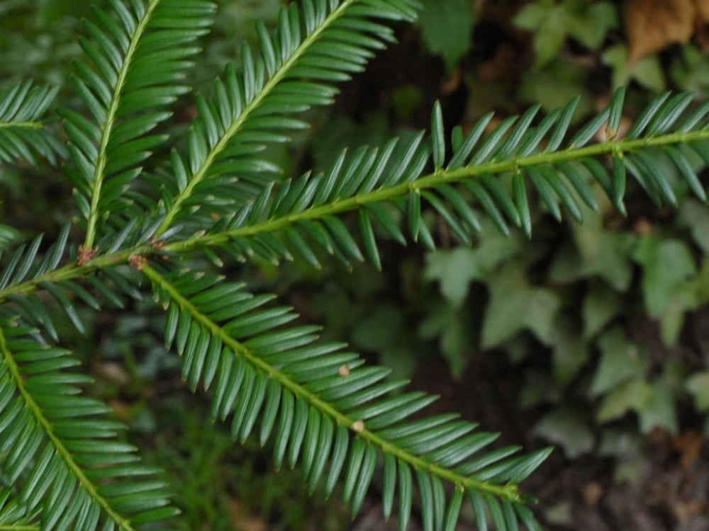 English yew