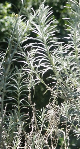 Curry plant